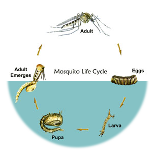 Photo Credit: EPA, C/O Leon County Mosquito Control, Tallahassee, FL